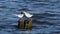 A Pair of Forster`s Terns Preening on Logs