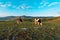 Pair of free-range dairy farming cows grazing on Zlatibor hills slopes