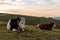 Pair of free-range dairy farming cows resting on Zlatibor hills slopes