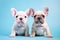 Pair of French Bulldog dog puppies on pastel blue background