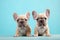 Pair of French Bulldog dog puppies on pastel blue background