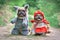 Pair of French Bulldog dogs dressed up as fairytale characters Little Red Riding Hood and Big Bad Wolf