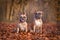 Pair of French Bulldog dogs sitting in seasonal forest with  fallen autum leaves