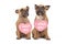 Pair of French Bulldog dogs with Valentine\'s Day hearts with text \'I woof you\' around necks on white background