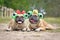 Pair of French Bulldog dogs wearing funny matching frog costume headbands with ribbon and crown