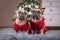 Pair of French Bulldog dogs wearing matching red knitted Christmas sweater sitting on fur blanket in front of Christmas tree