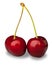 Pair fresh cherries on white with clipping path