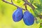 Pair of fresh ripe unpicked plums in the plum-tree