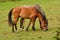 Pair of friendly horses in English field