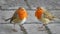Pair of friendly robins