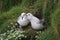 Pair of Fulmar (Fulmarus glacialis) on nest
