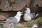 Pair of fulmars (Fulmarus glacialis) cackling