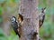 Pair of Fulvous-breasted woodpecker (Dendrocopos macei) perching on tree where their nest is located