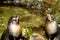 A pair of fur seal pups