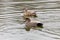 A pair of gadwall duck