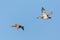 Pair of gadwall ducks anas strepera flying in blue sky