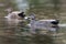 Pair of Gadwall in habitat, their Latin name are Mareca strepera