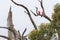 A pair of Galah birds ( Rose breasted cockatoo ) perching on dried branch, Australia