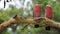 Pair of Galah, Eolophus roseicapilla, close view