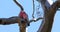 Pair of Galah, Eolophus roseicapilla, perched on branch