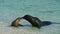 A pair of Galapagos sea lions greet each other