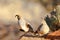 Pair of Gambel\'s Quail