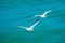 Pair of gannets flying