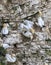 Pair of Gannets mating