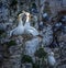 Pair of Gannets touching beaks on nest on rocky coastal cliff edge