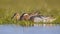 Pair of garganey dabbling duck