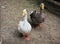 Pair of geese on the farm. Poultry