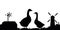 Pair of geese grazing Near farmer buildings. Scenery silhouette. Rural landscape. Agricultural farm bird. Object