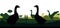 Pair of geese grazing. Scenery silhouette. Agricultural farm bird. Pasture on meadow. Rural landscape. Near farmer