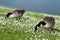 Pair of geese in meadow of daisies