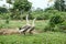 A pair of geese in the village atmosphere