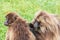 A pair of Gelada baboons grooming each other