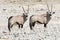 Pair of gemsbok (oryx)