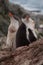 Pair of Gentoo baby penguins on the stone nest in Antarctica, Argentine Islands.