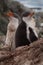 Pair of Gentoo baby penguins on the stone nest in Antarctica, Argentine Islands.