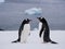 Pair of Gentoo penguins in Antarctica