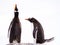 Pair of Gentoo penguins, Pygoscelis papua, one calling and one bowing, Mikkelsen Harbour, Trinity Island, Antarctic Peninsula, Ant