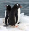 A pair of Gentoo penguins relax in Antarctic sunshine