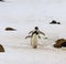 Pair of gentoo penguins walk down snowy hill in Brown Bluff