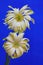 Pair of gerber daisy flowers with curly petals against blue background