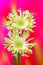 Pair of gerber daisy flowers with curly petals against vibrant background