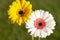 Pair of Gerbera Daisies on green background