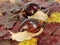 Pair of Giant african Achatina snails on color grape leaves.