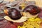 Pair of Giant african Achatina snails on grape leaves.