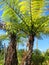 Pair of giant ferns, New Zealand