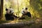 A pair of giant panda bears peacefully sitting side by side, showcasing their iconic black and white fur, A pandas lounging and